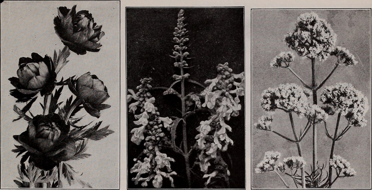 Очиток spurium Purpurea