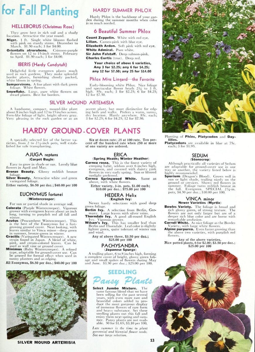 Очиток spurium Purpurea - фото 2