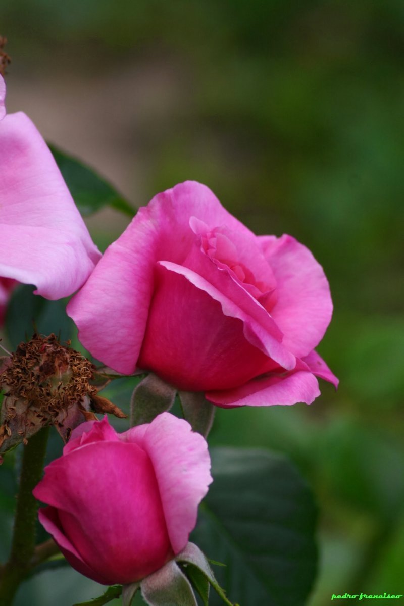 Роза плетистая Алоха - фото 10