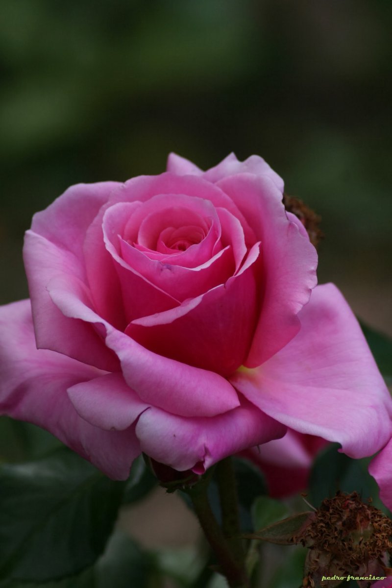 Роза плетистая Алоха - фото 11