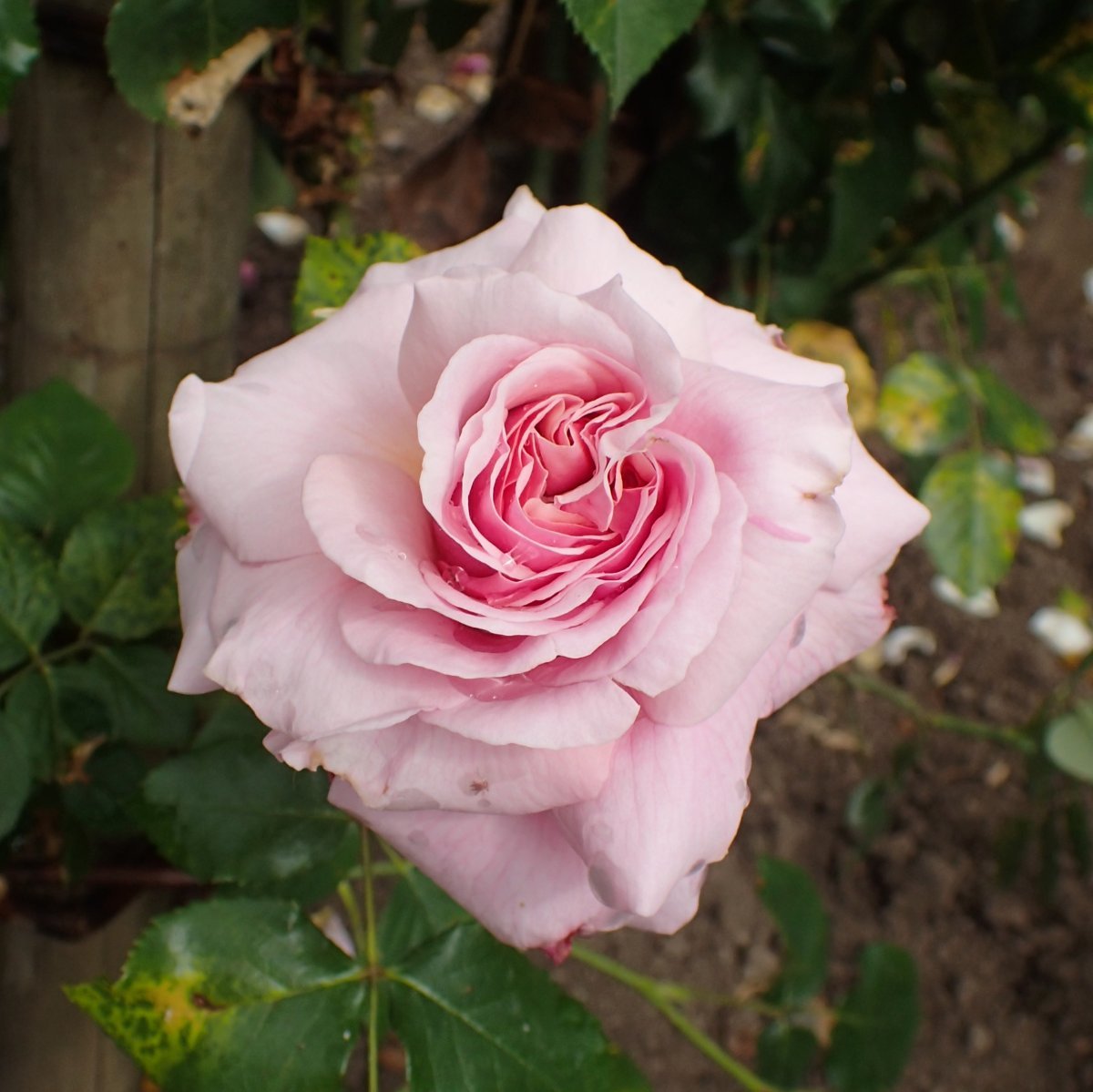 Роза плетистая Алоха - фото 7