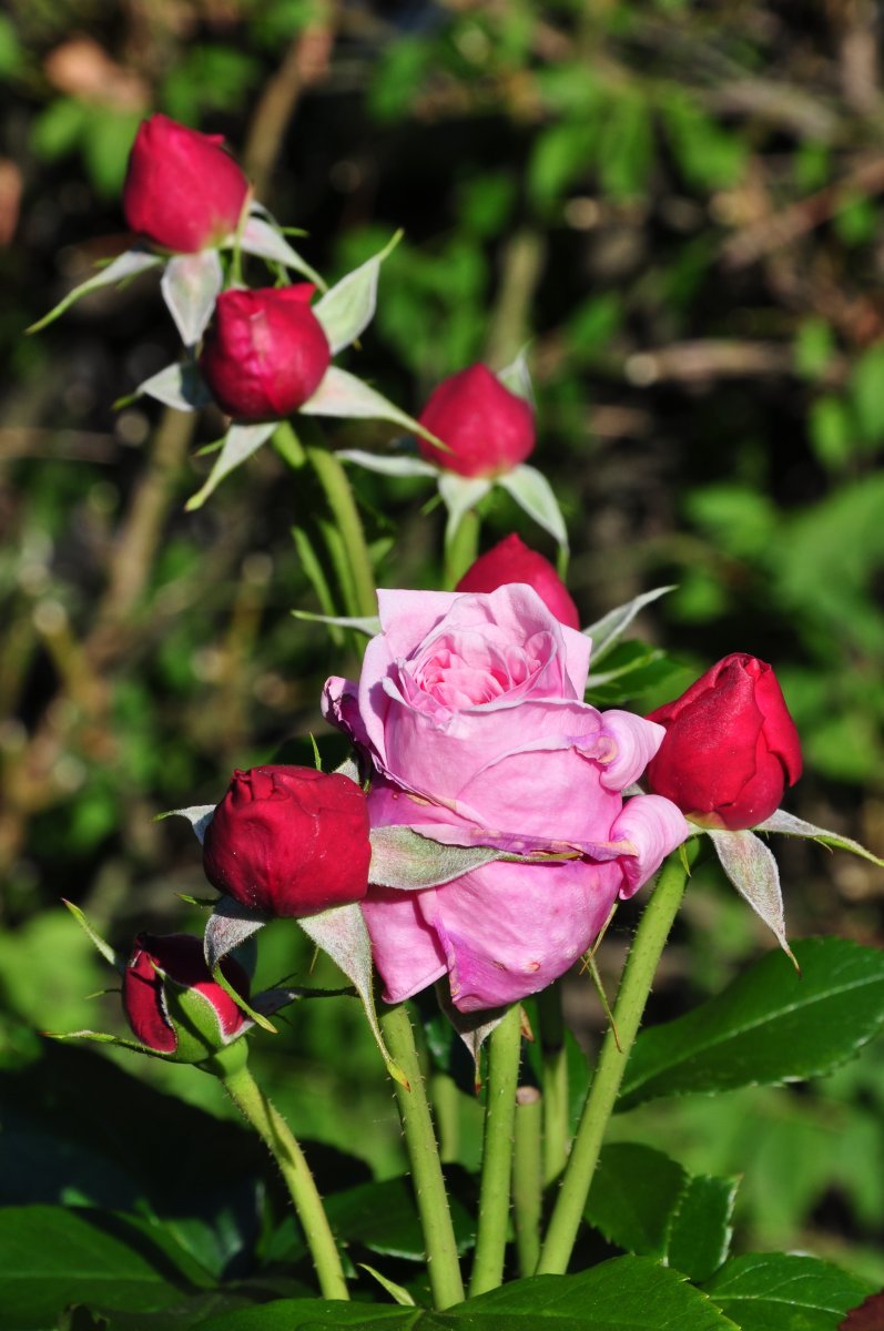 Роза плетистая Алоха - фото 4