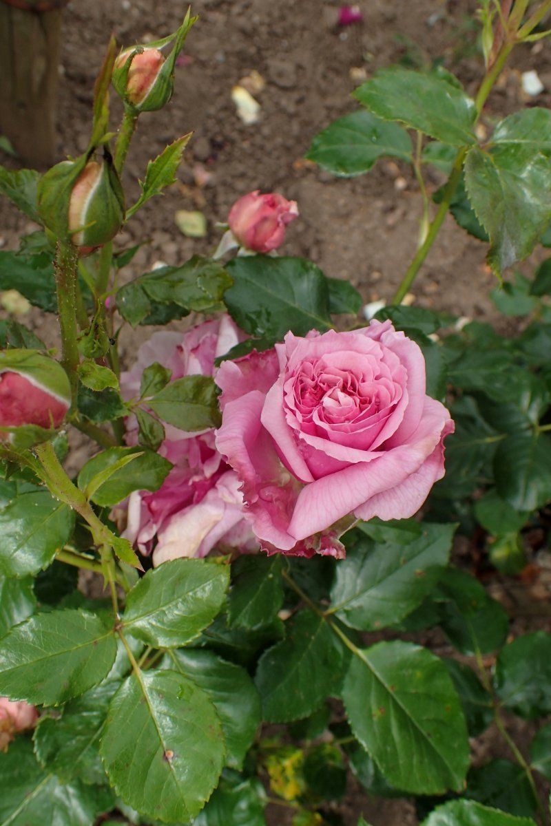 Роза плетистая Алоха - фото 8