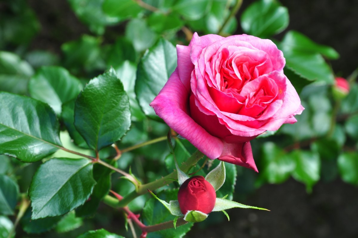 Роза плетистая Алоха - фото 3