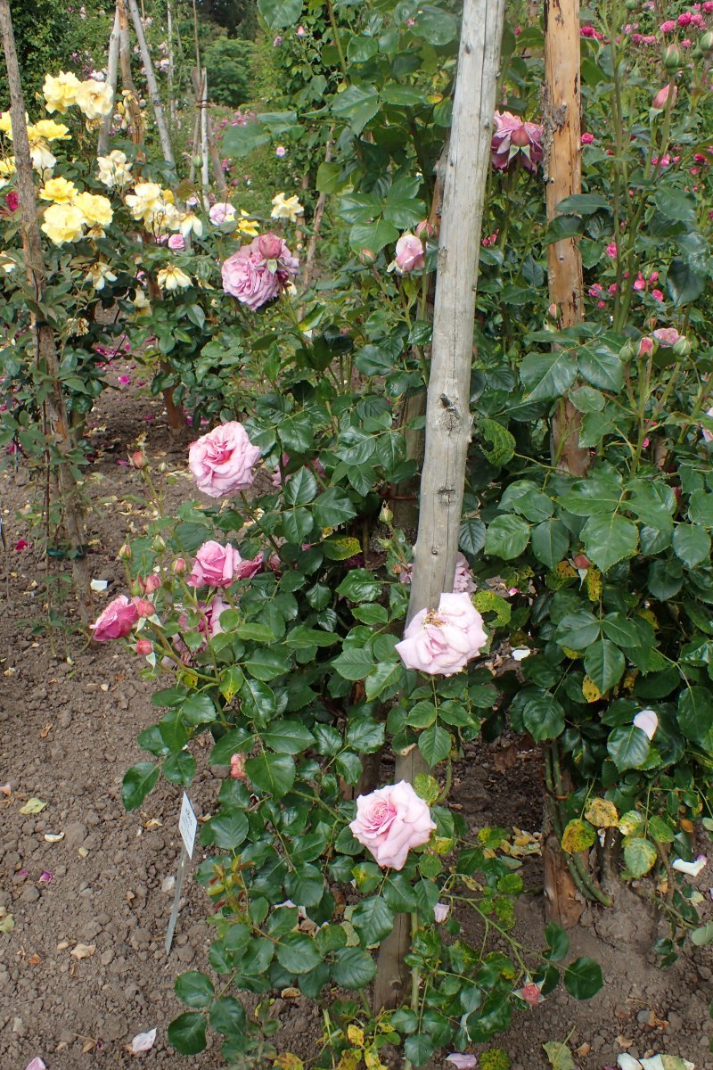 Роза плетистая Алоха - фото 9