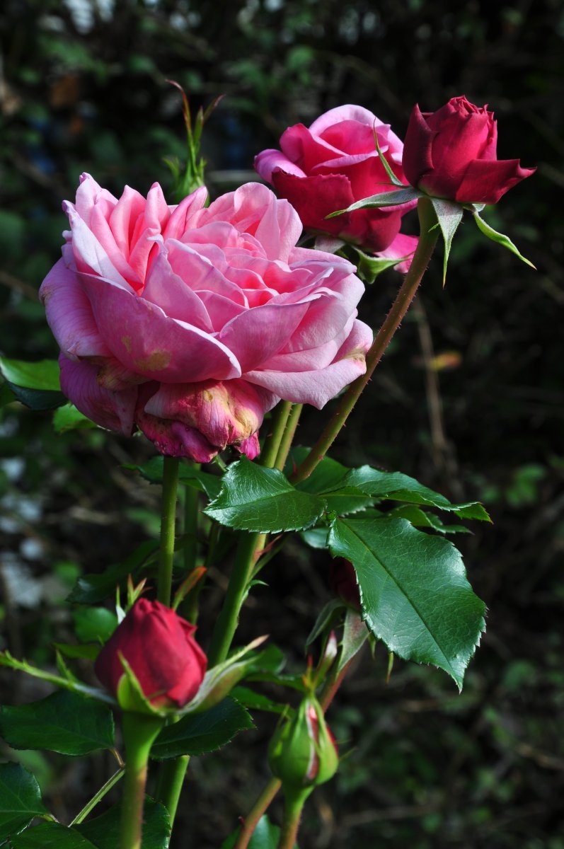 Роза плетистая Алоха - фото 2