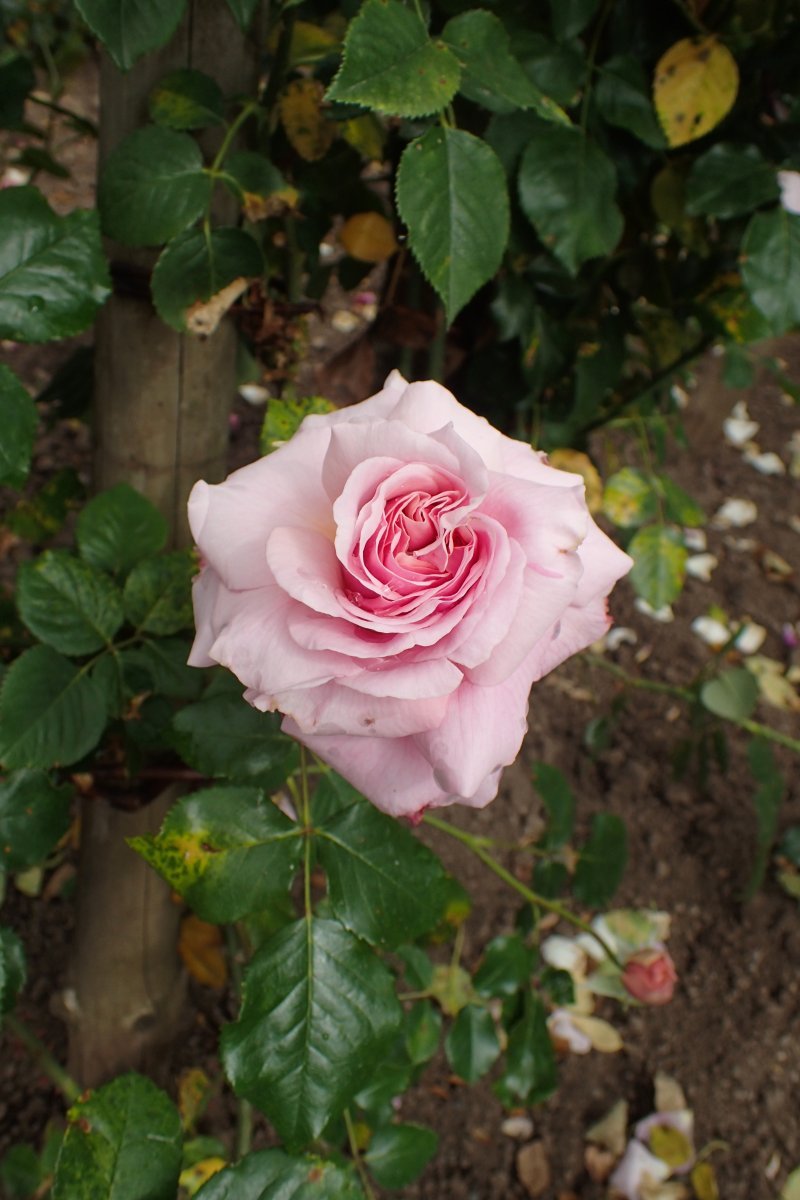 Роза плетистая Алоха - фото 6