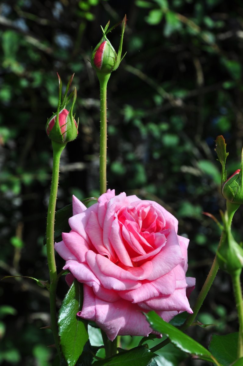 Роза плетистая Алоха - фото 5