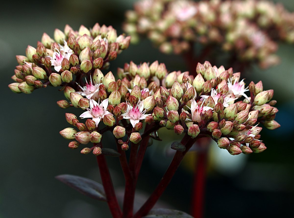 Очиток Матрона