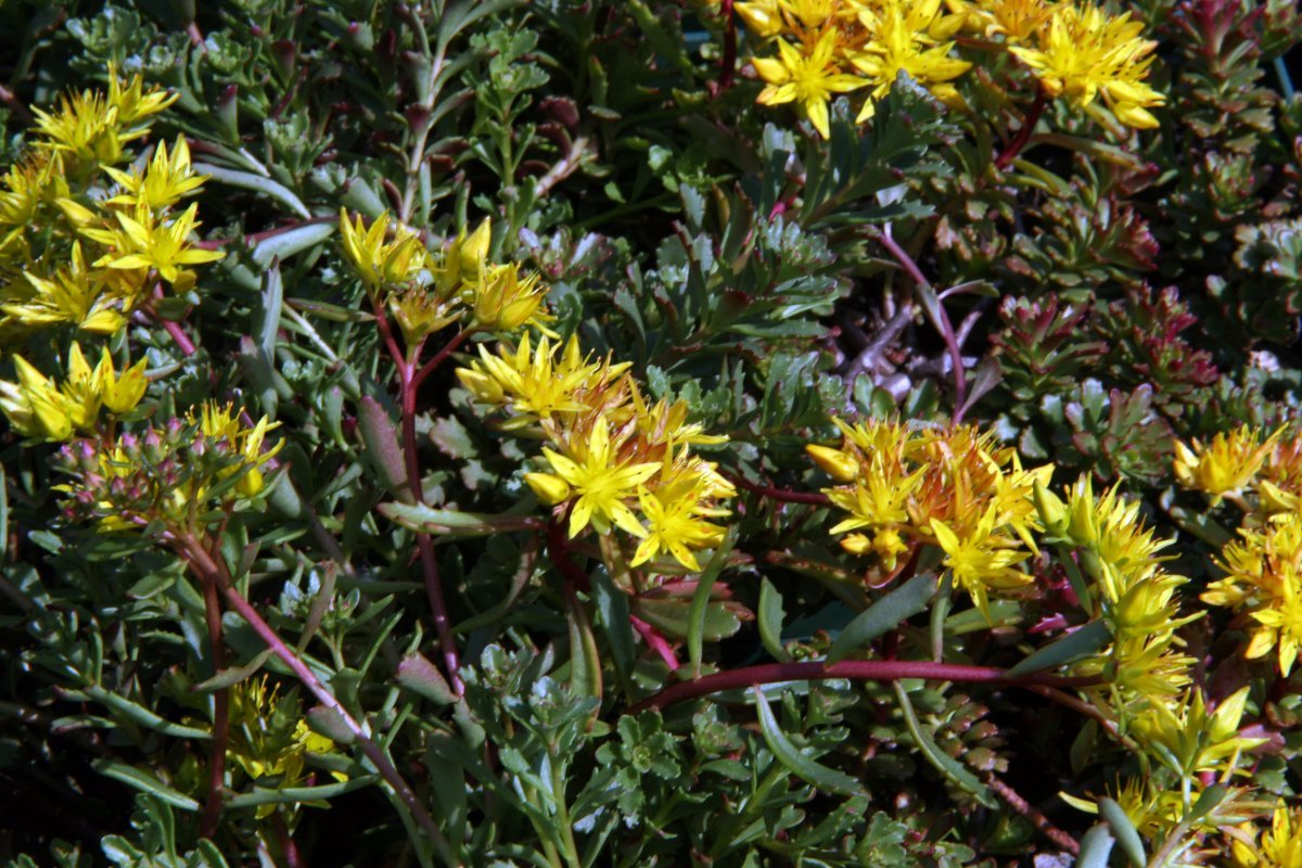 Очиток Вейхенстефанер Голд - фото 9