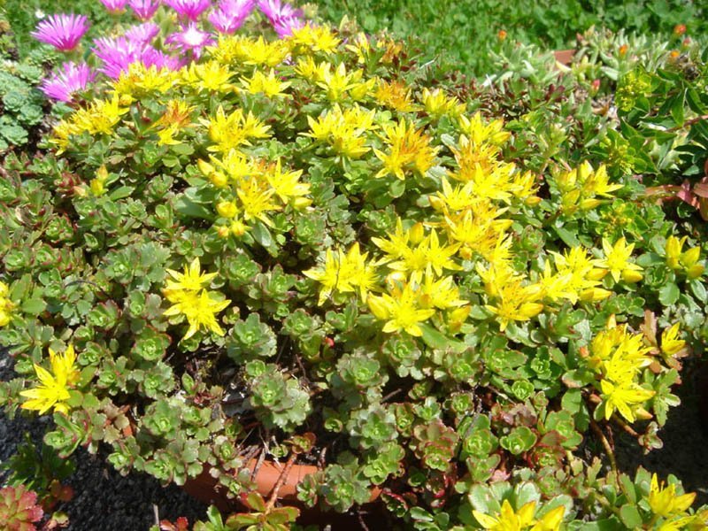 Очиток Вейхенстефанер Голд