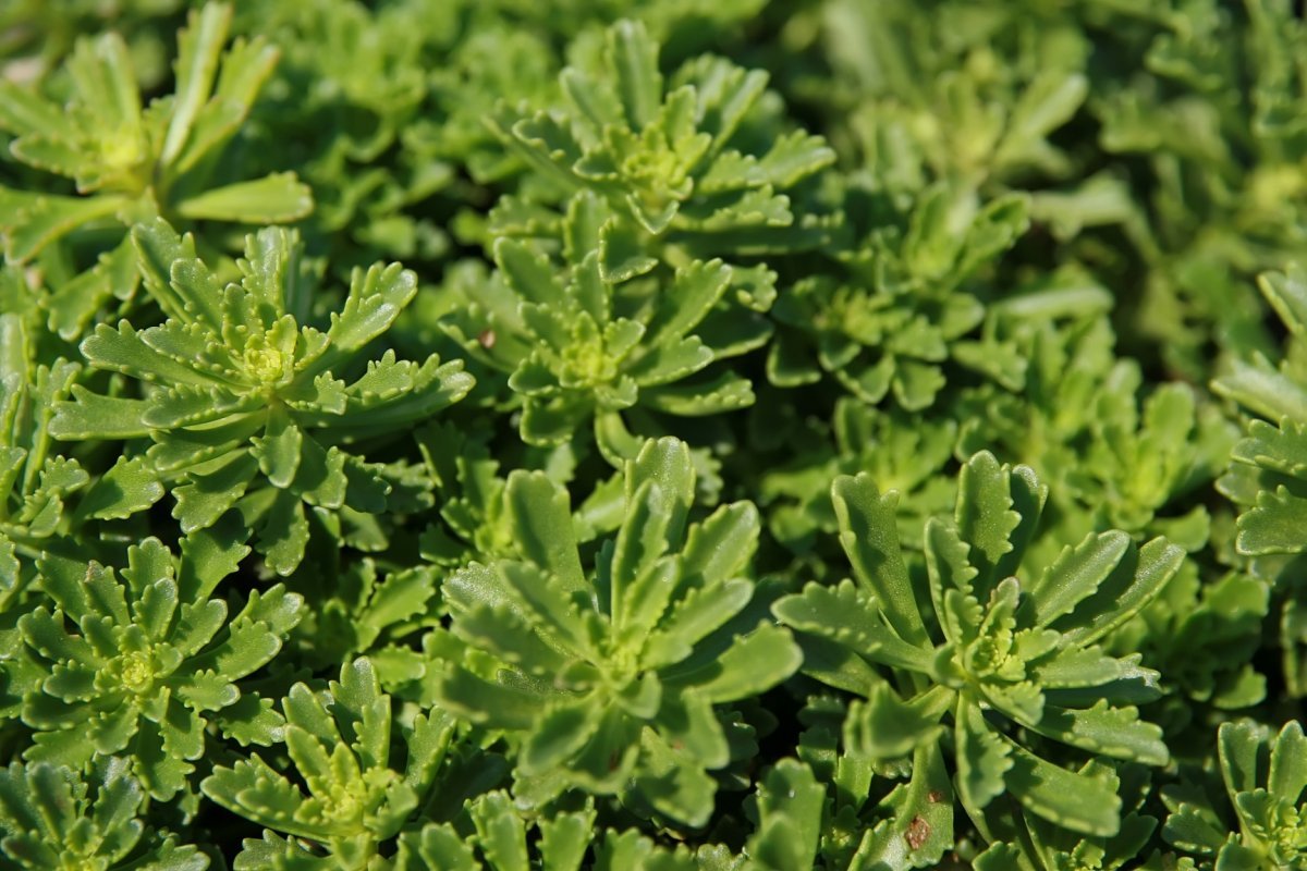 Очиток Вейхенстефанер Голд - фото 8