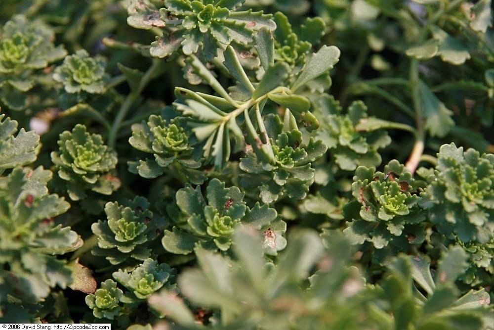 Очиток Вейхенстефанер Голд - фото 7