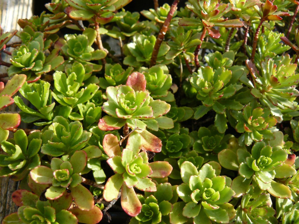 Очиток Вейхенстефанер Голд - фото 10