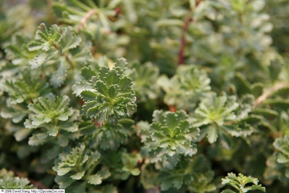 Очиток Вейхенстефанер Голд - фото 5