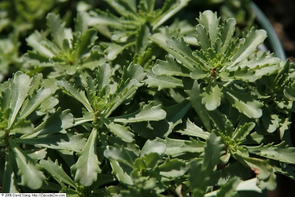 Очиток Вейхенстефанер Голд - фото 6