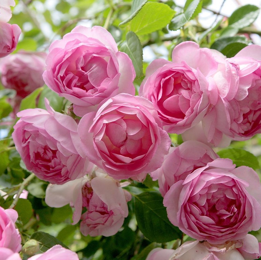 Роза плетистая Жасмина