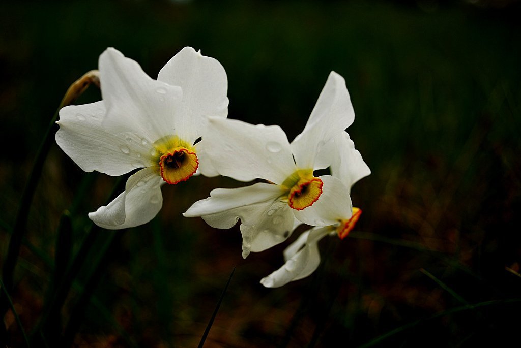 Нарцисс поэтический - фото 11