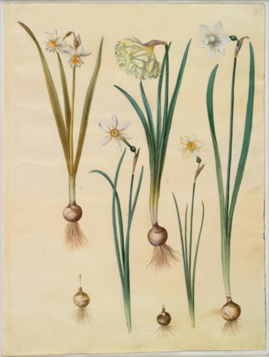 Нарцисс поэтический - фото 5