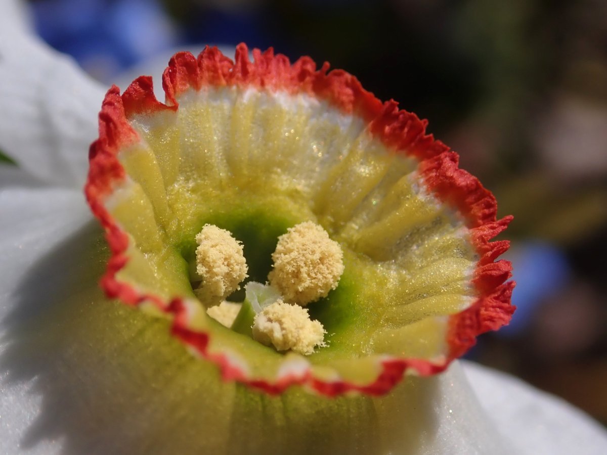 Нарцисс поэтический - фото 8