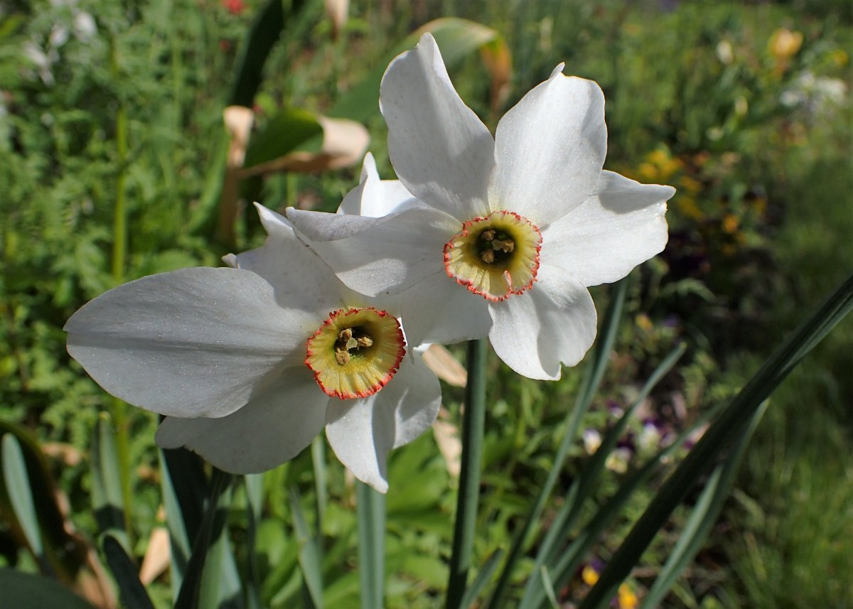 Нарцисс поэтический - фото 6