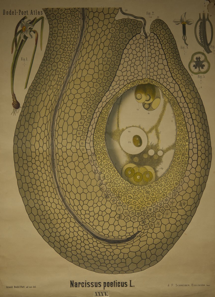 Нарцисс поэтический - фото 3