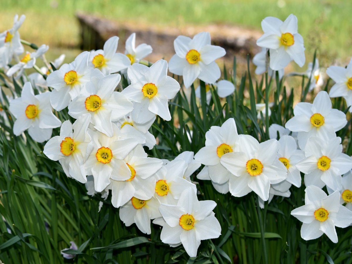 Нарцисс поэтический - фото 1