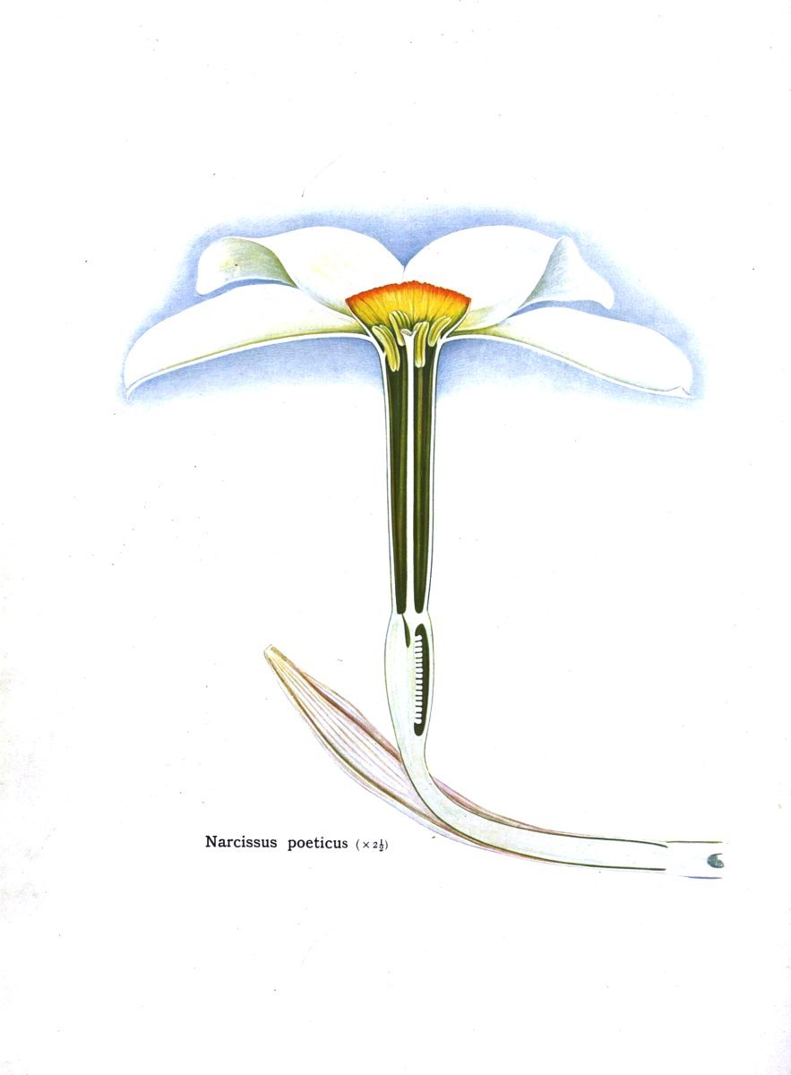 Нарцисс поэтический - фото 10