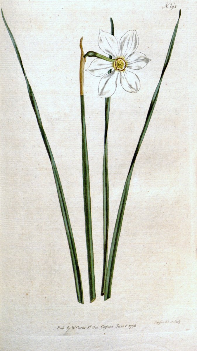 Нарцисс поэтический - фото 7