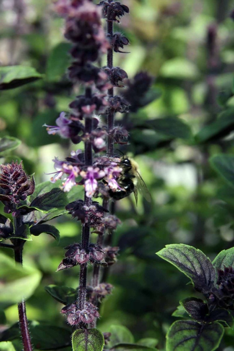 Базилик Лимонный - фото 8