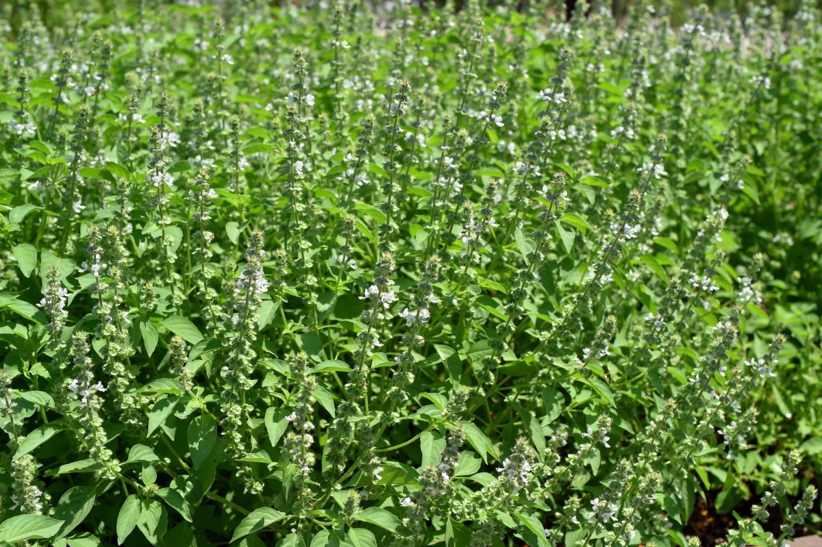 Базилик Лимонный - фото 3