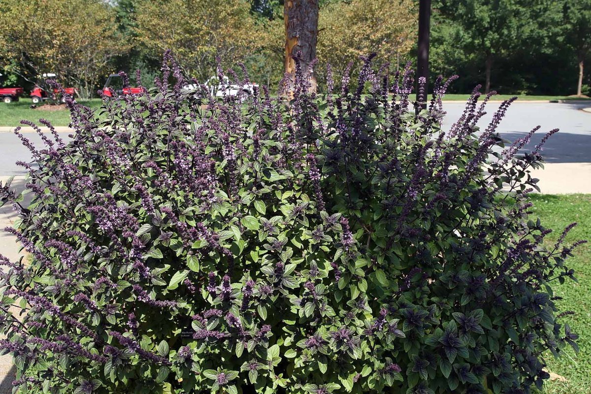 Базилик Лимонный - фото 10