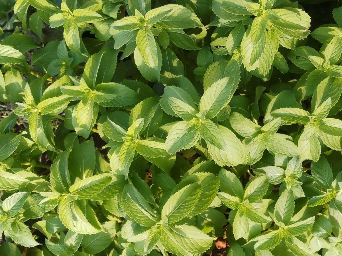 Базилик Лимонный - фото 2