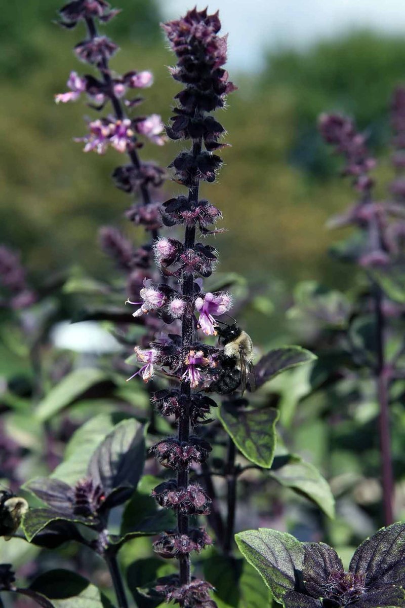 Базилик Лимонный - фото 9