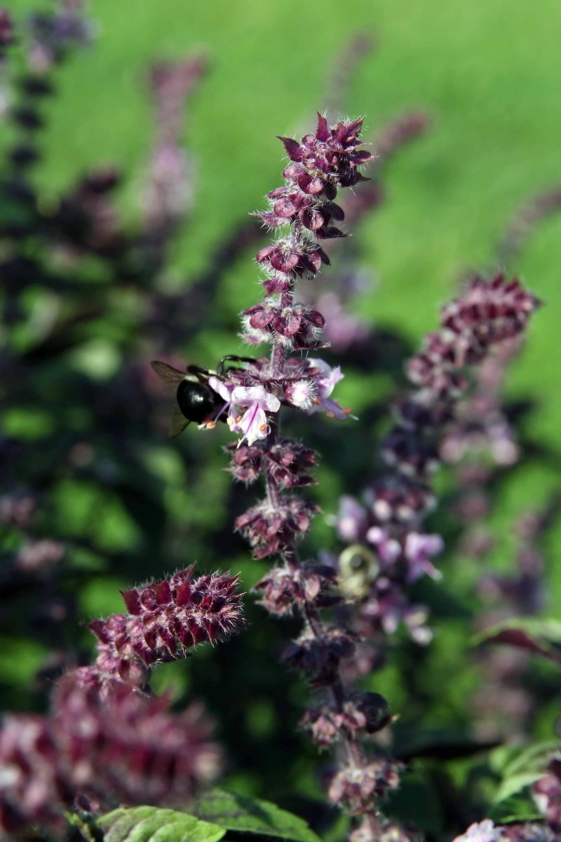 Базилик Лимонный - фото 5