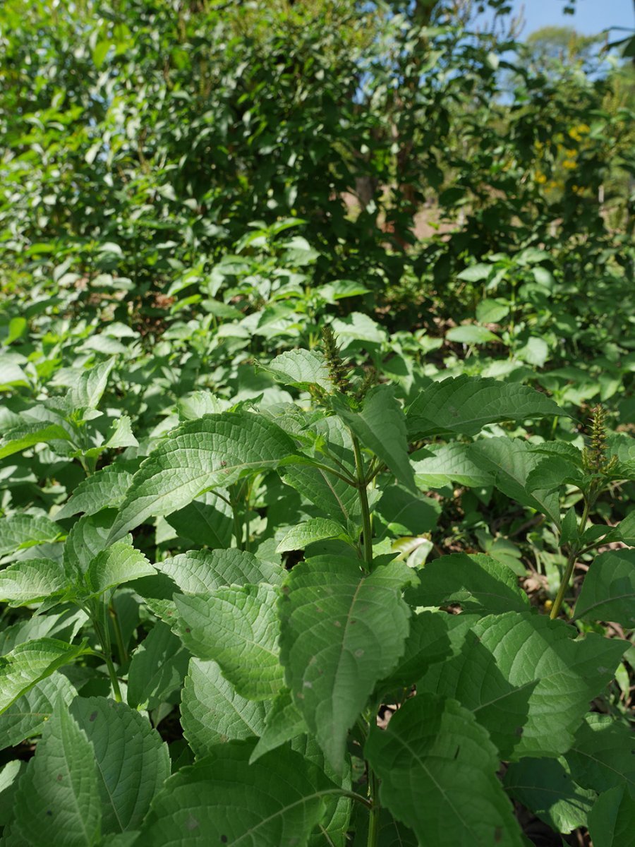 Базилик Мартина - фото 10