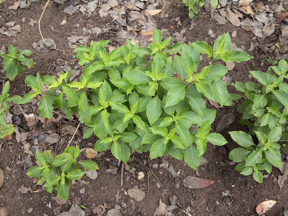 Базилик Мартина - фото 9