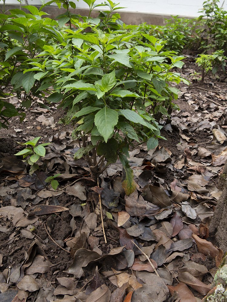 Базилик Мартина - фото 3