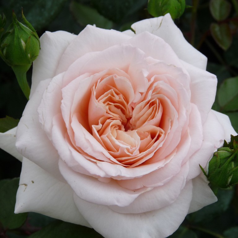 Роза плетистая Пенни Лейн