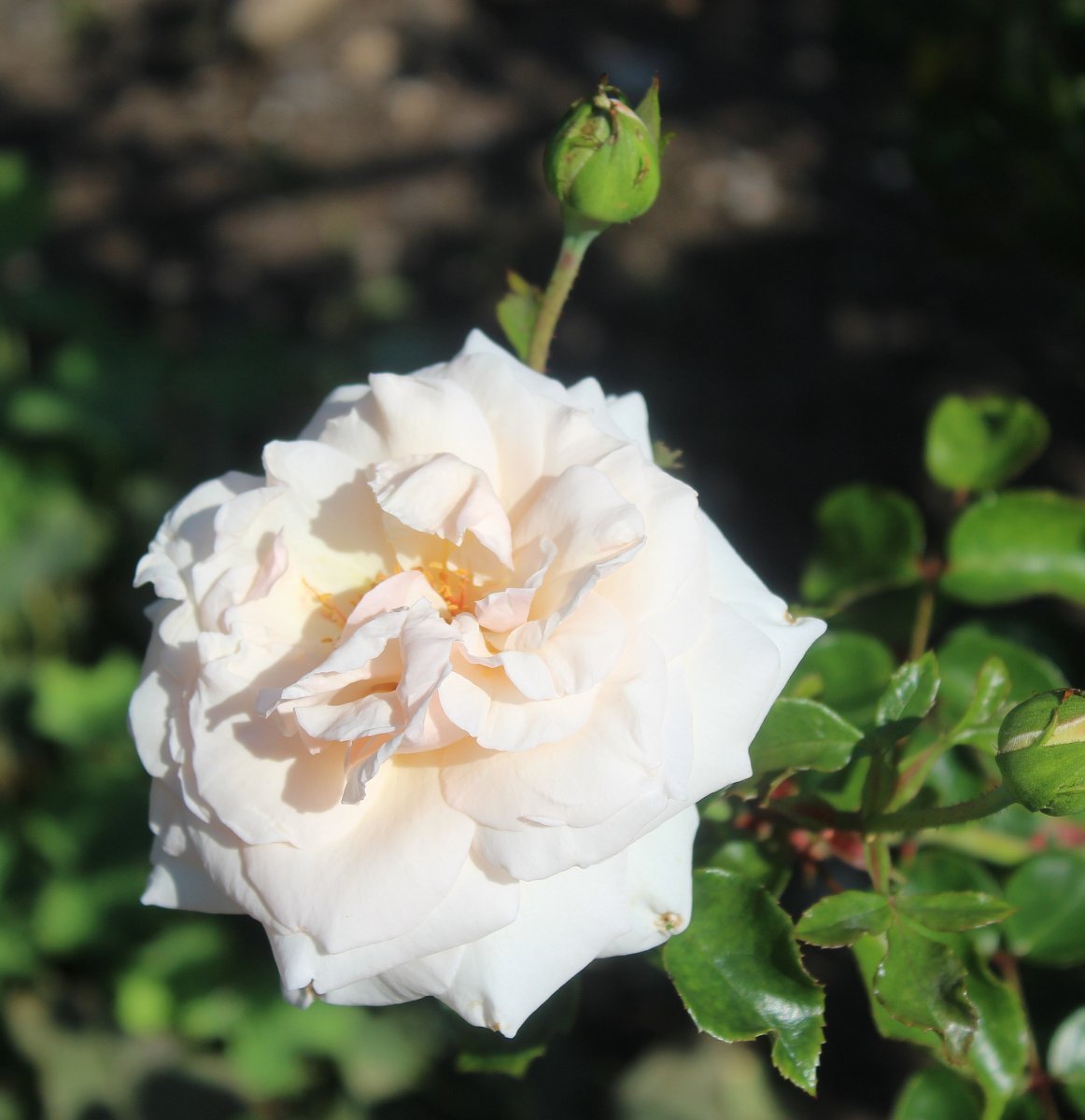 Роза плетистая Пенни Лейн - фото 7