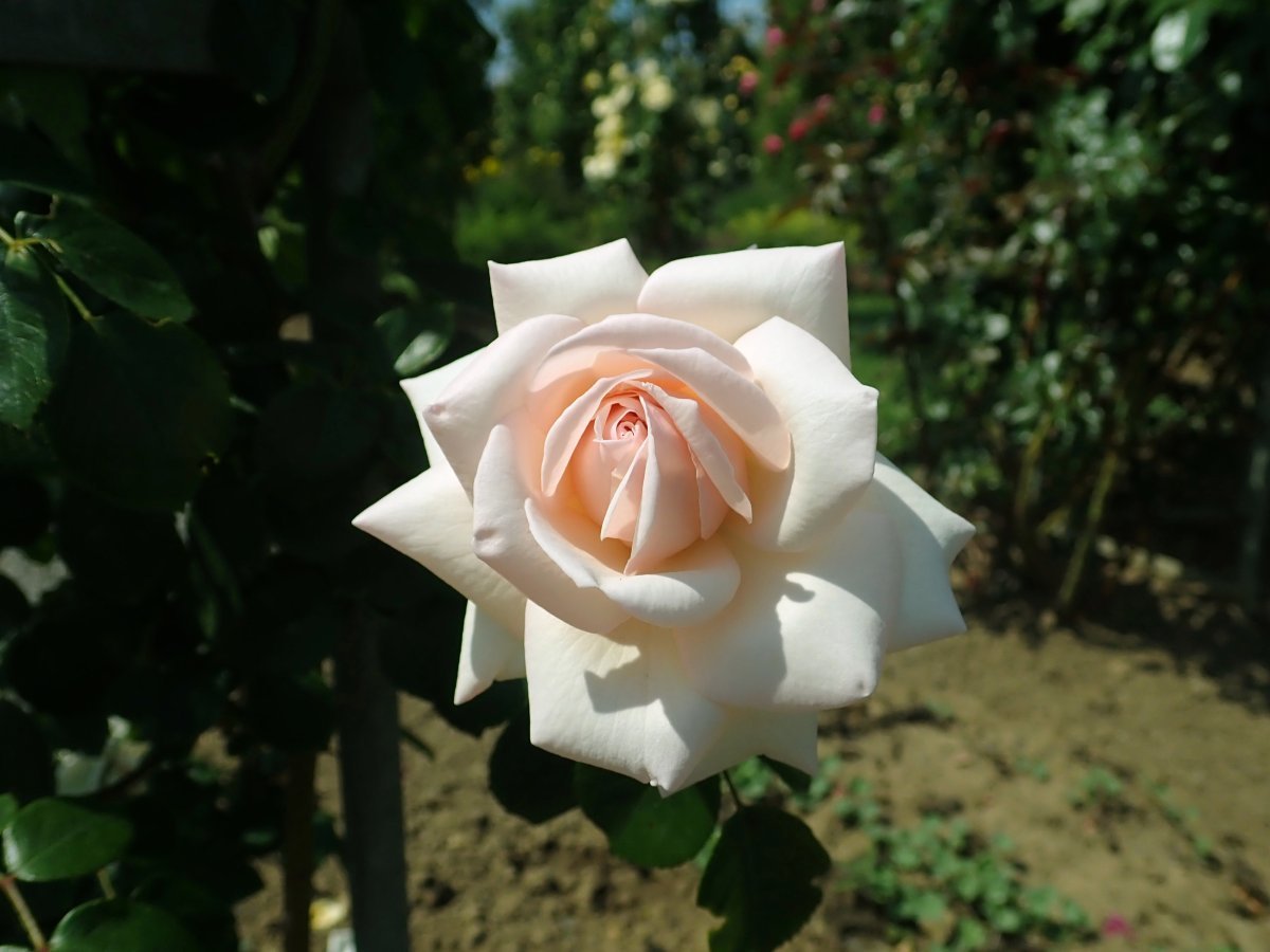 Роза плетистая Пенни Лейн - фото 2