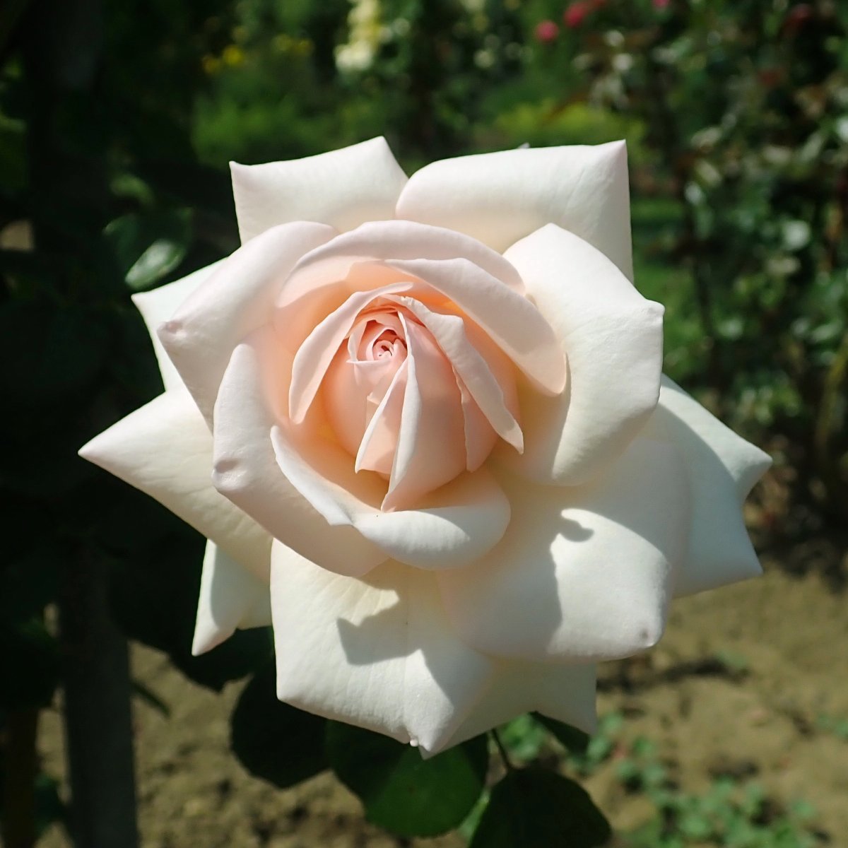 Роза плетистая Пенни Лейн - фото 3