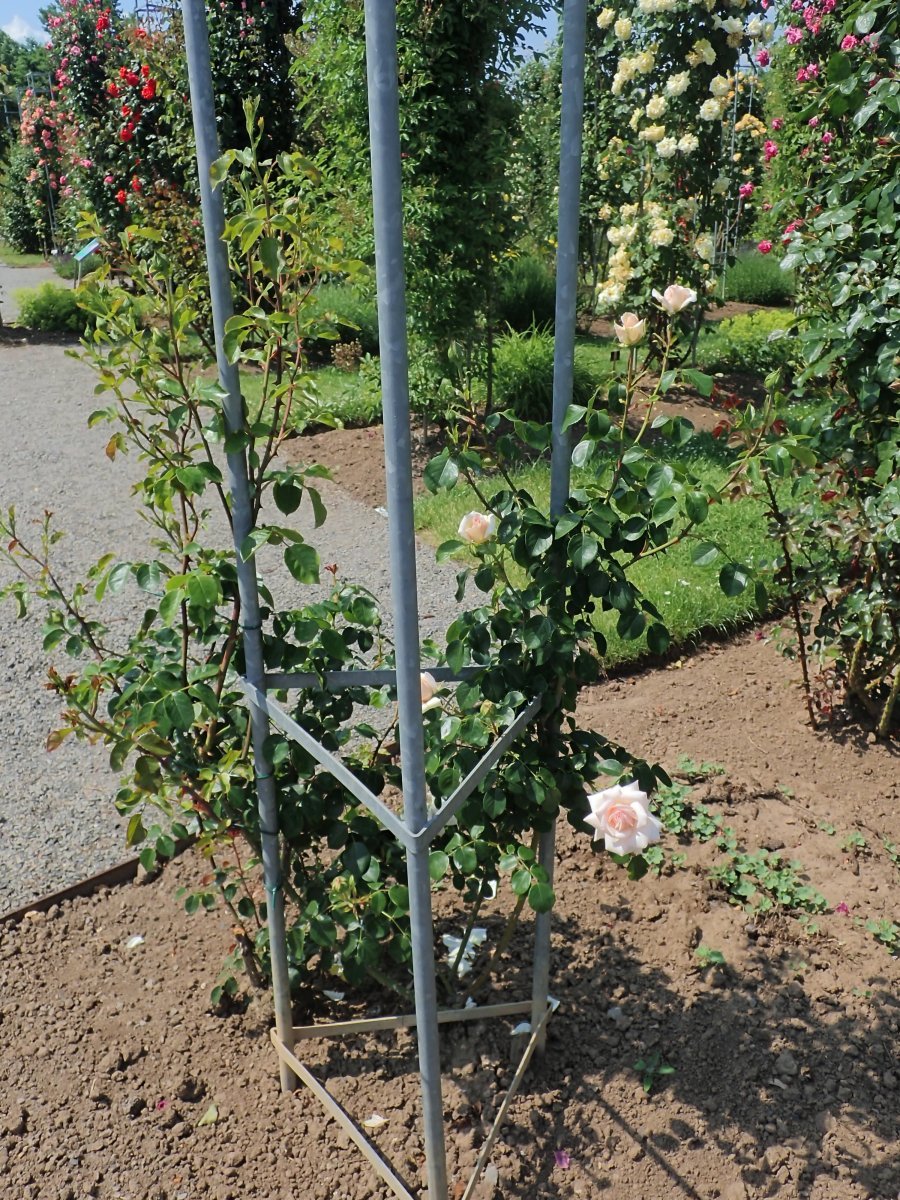 Роза плетистая Пенни Лейн - фото 6