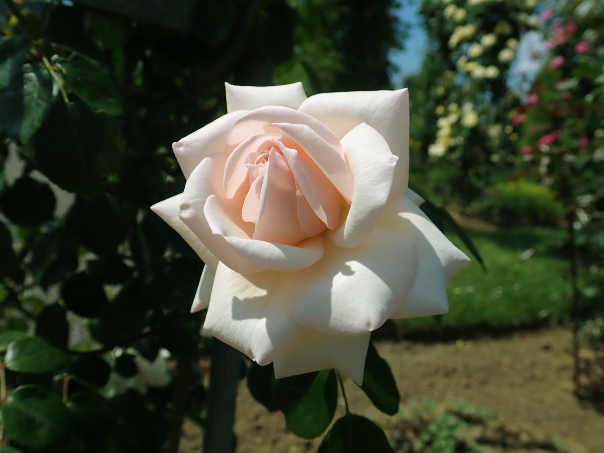 Роза плетистая Пенни Лейн - фото 4