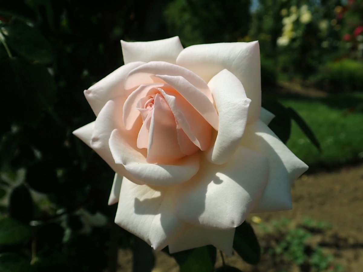 Роза плетистая Пенни Лейн - фото 5