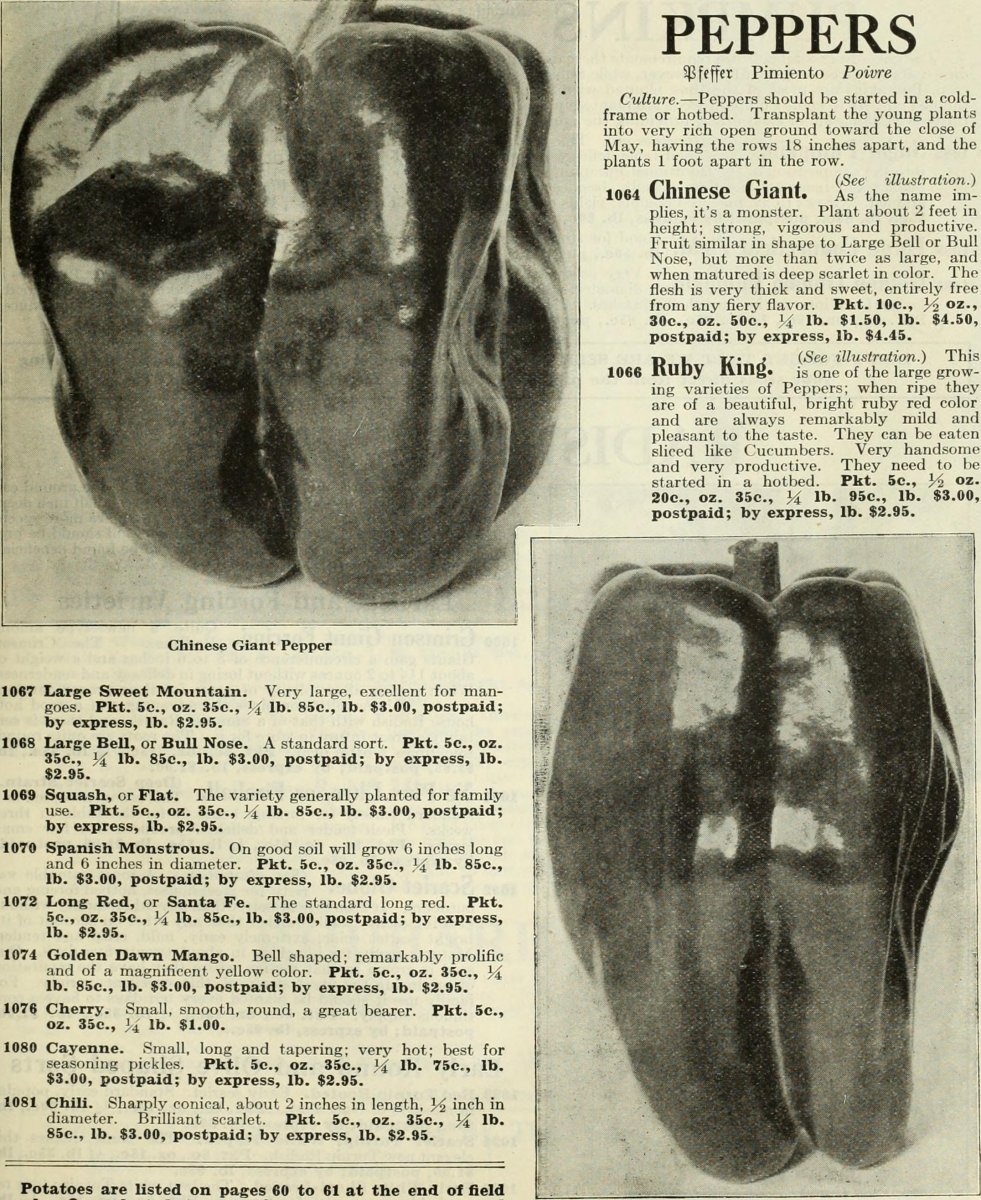 Перец Ред Черри острый - фото 3