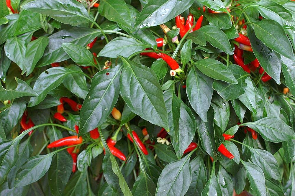 Перец Ред Черри острый