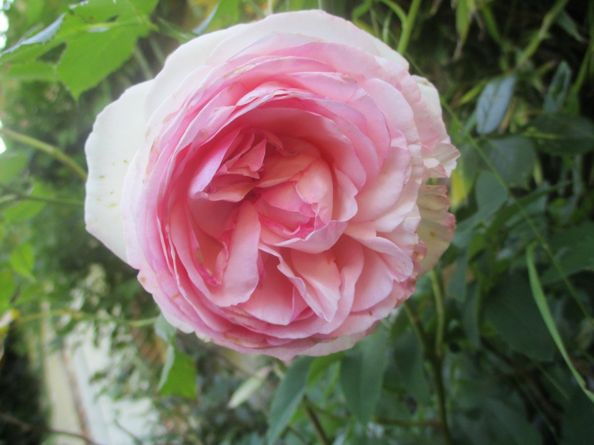 Роза плетистая Пьер де Ронсар - фото 4