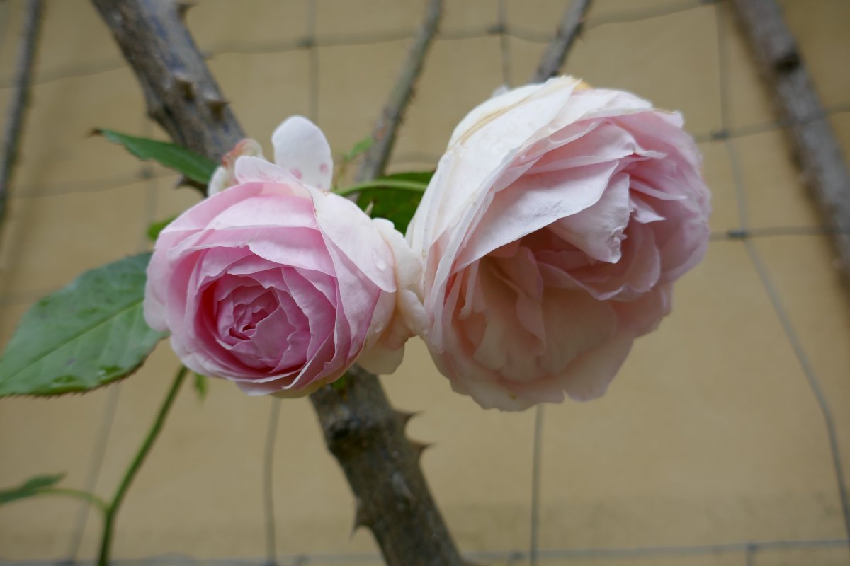 Роза плетистая Пьер де Ронсар - фото 10