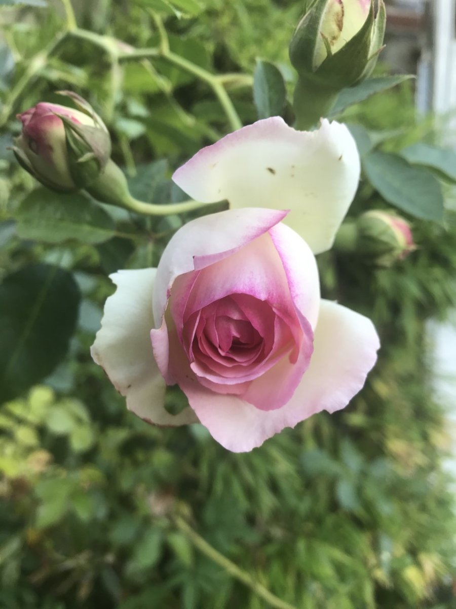 Роза плетистая Пьер де Ронсар - фото 5